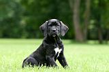 CANE CORSO 1223